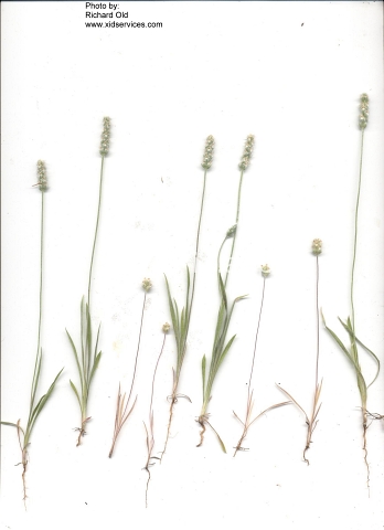 plantain, wooly